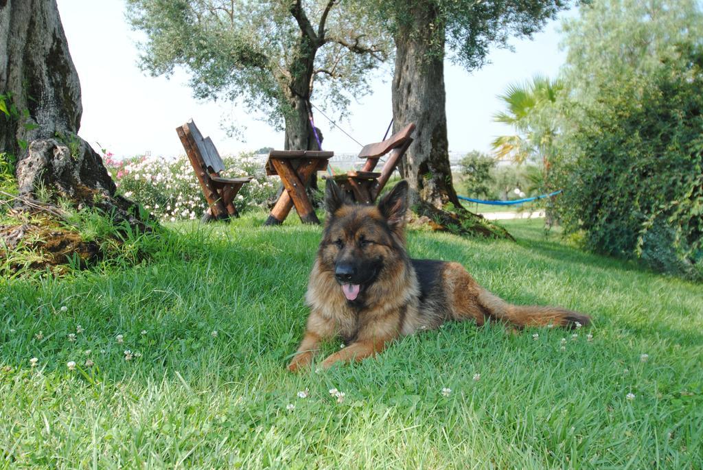Guest house Primavera
